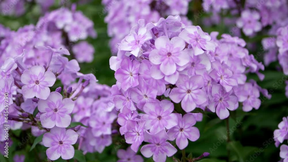 Phlox paniculate purple flowers in garden Phlox paniculate purple flowers in garden
