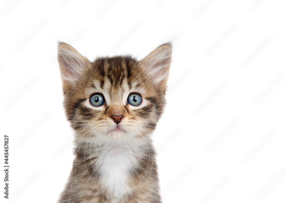 Close up portrait of an adorable tabby kitten looking directly at viewer. Isolated on white.