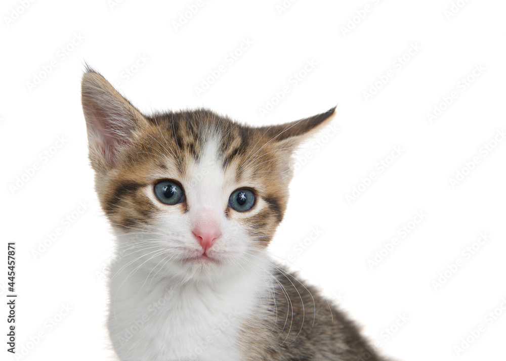 Close up portrait of an adorable tabby kitten looking at viewer, one ear tilted down with skeptical expression on face. Isolated on white.