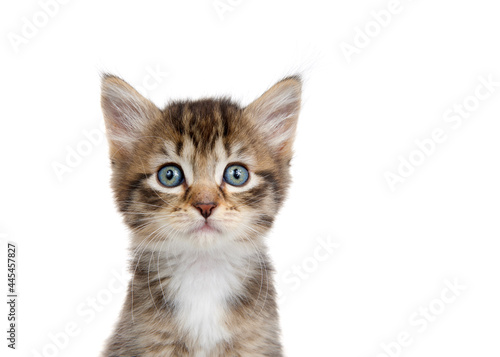Close up portrait of an adorable tabby kitten looking directly at viewer. Isolated on white.