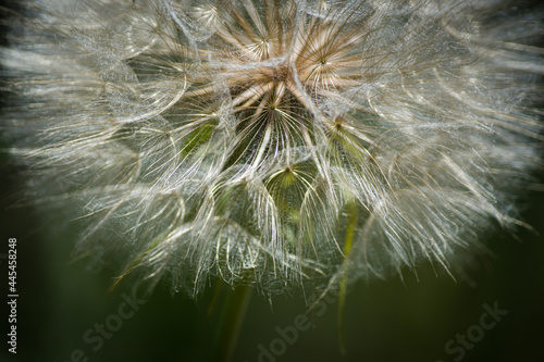 dandelion seed head