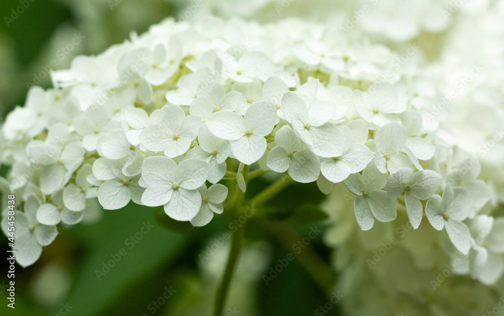 Close-up of a white flowering hydrangea