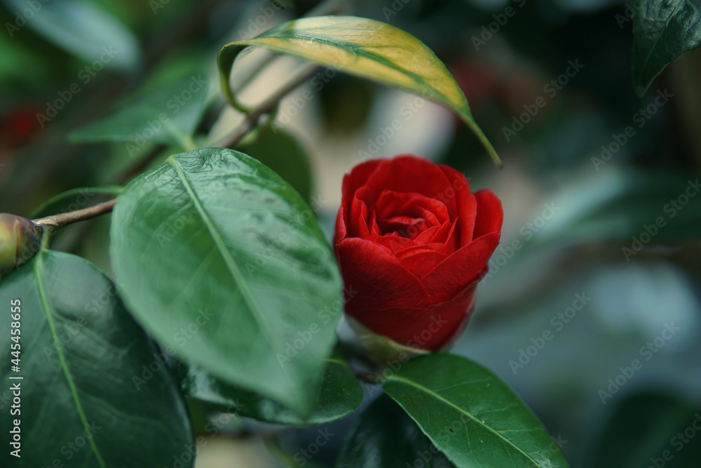 Kwiat Róży - obrazy, fototapety, plakaty 