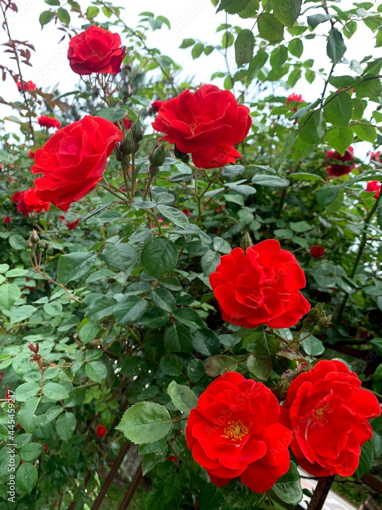 flowers south russia greens summer vacation flora vacation clear sunny bright flowers south russia greens summer vacation flora vacation clear sunny bright