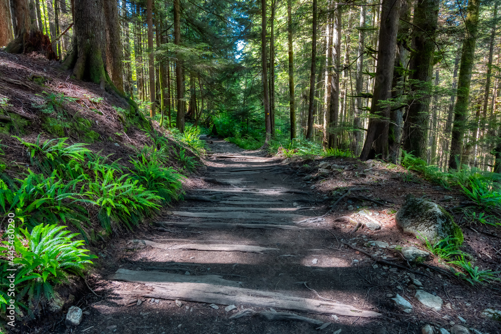 Obraz premium Lynn Canyon Park, North Vancouver, British Columbia, Canada. Beautiful Wooden Hiking Trail in the Rainforest. Sunny Summer Morning.