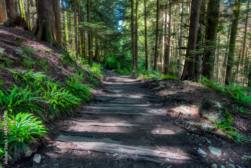 Lynn Canyon Park  North Vancouver  British Columbia  Canada. Beautiful Wooden Hiking Trail in the Rainforest. Sunny Summer Morning.