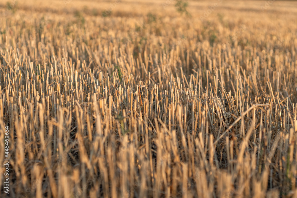 Harvested maize during golden hour with the rows of cut stubble backlit by the setting sun Harvested maize during golden hour with the rows of cut stubble backlit by the setting sun