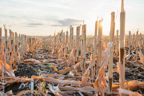 Harvested maize during golden hour with the rows of cut stubble backlit by the setting sun