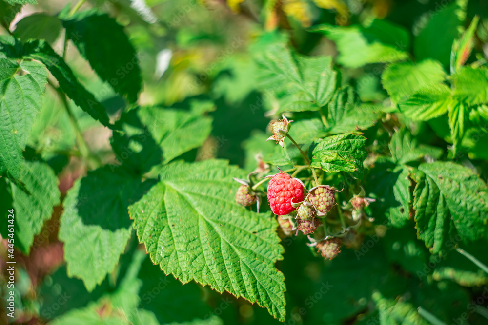 Raspberry berry on a green bush. Delicious summer dessert. Growing and caring for plants in the garden Raspberry berry on a green bush. Delicious summer dessert. Growing and caring for plants in the garden