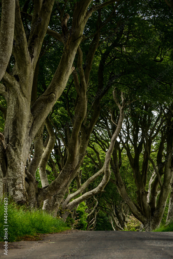 Road through the Dark Hedges tree tunnel at sunset in Ballymoney, Northern Ireland. It is an avenue of old beech trees tunnel which planted in 18th century and become an attractions of tourist. Road through the Dark Hedges tree tunnel at sunset in Ballymoney, Northern Ireland. It is an avenue of old beech trees tunnel which planted in 18th century and become an attractions of tourist.