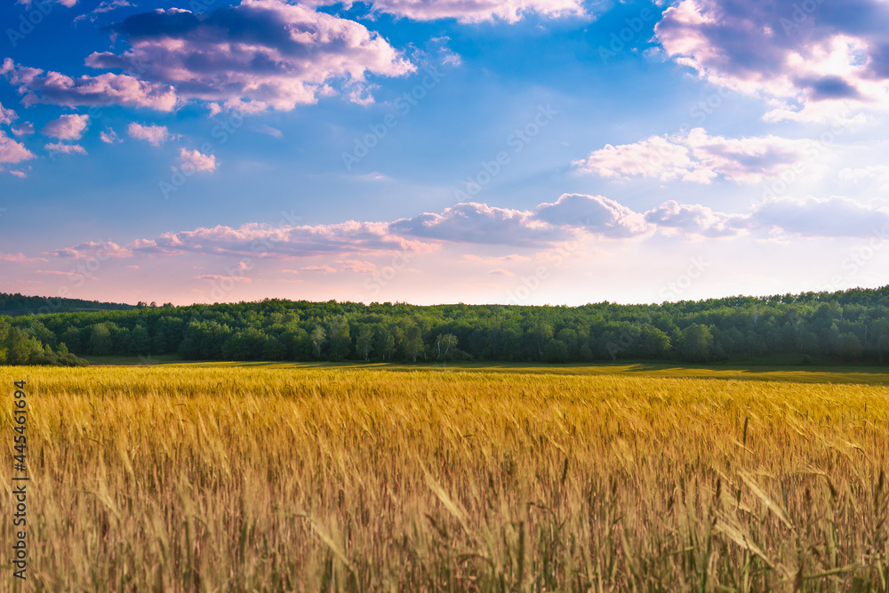 Blue sky and a beautiful yellow field with wheat.