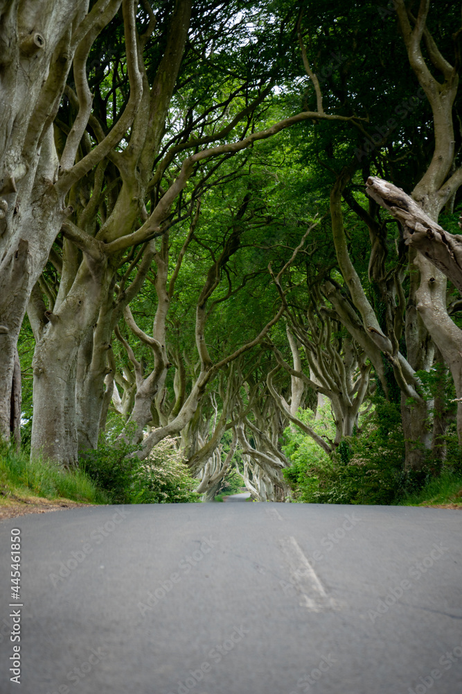Road through the Dark Hedges tree tunnel at sunset in Ballymoney
