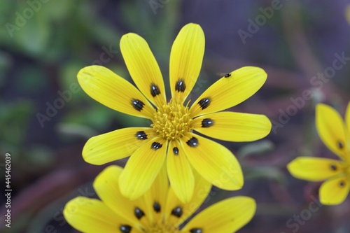 Flower of a yellow calendula, Gazania lichtensteinii photo