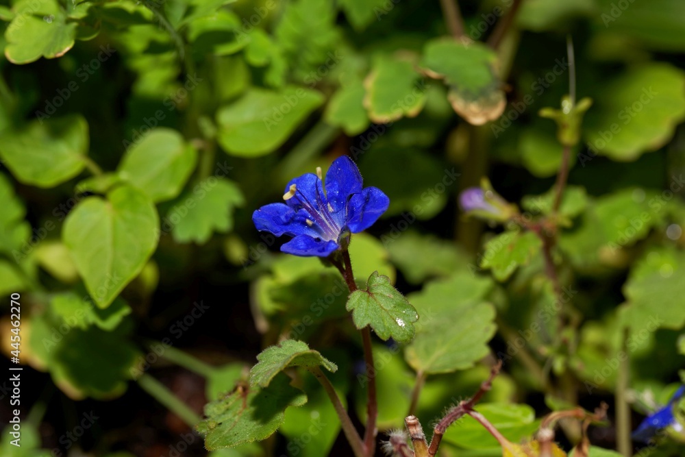 Flower of a California bluebell, Phacelia campanularia Flower of a California bluebell, Phacelia campanularia