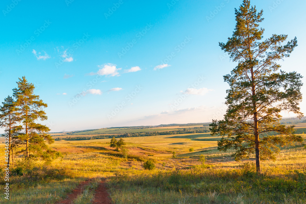 Blue sky, road and two trees in the taiga.