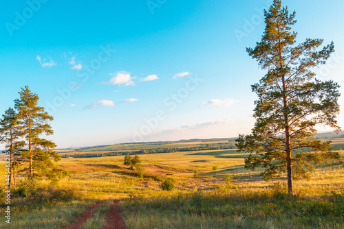 Blue sky, road and two trees in the taiga.