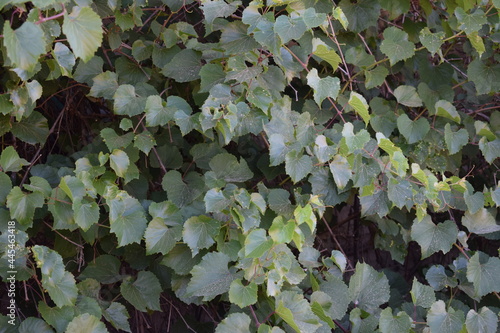 Wall covered in wild grapevine (Vitis vinifera L. subsp. sylvestris) green leaves