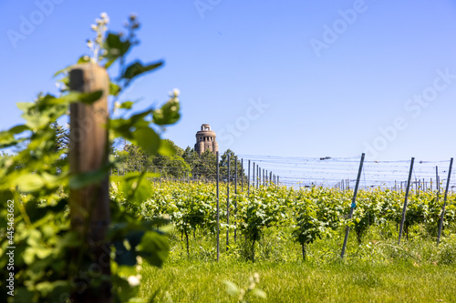 Fototapeta Green grape field or vineyard at the Bismarck Tower in Constance, Germany