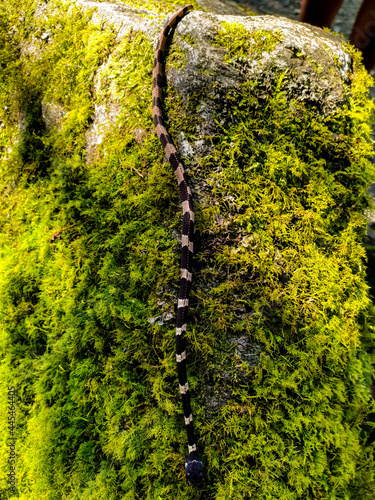 snake in the green moss on the stone, Pailon del Diablo - Tena Ecuador photo