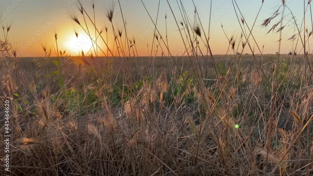 Sunset through the steppe grass. Natural phenomena, lighting the sky above the horizon Sunset through the steppe grass. Natural phenomena, lighting the sky above the horizon