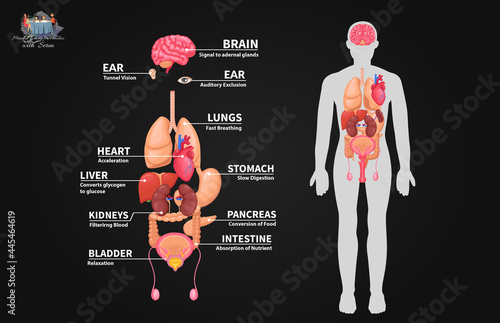 human body anatomy