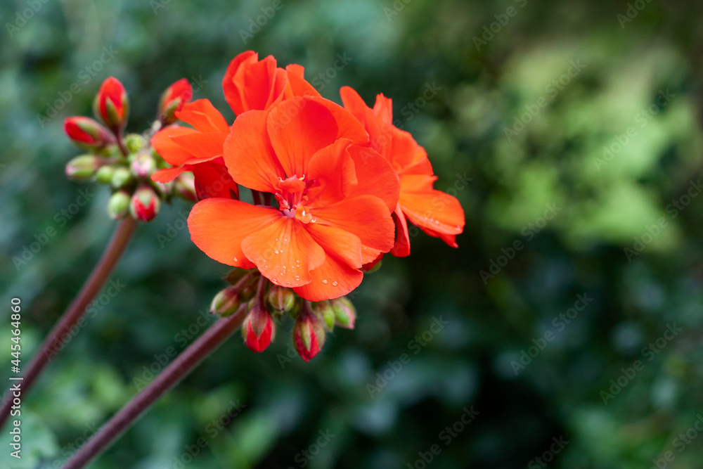 Red geranium flowers
