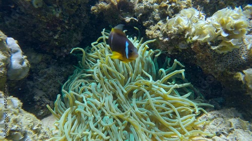 Clownfish in anemone. Red Sea Anemonefish or Threebanded Anemonefish (Amphiprion bicinctus) photo