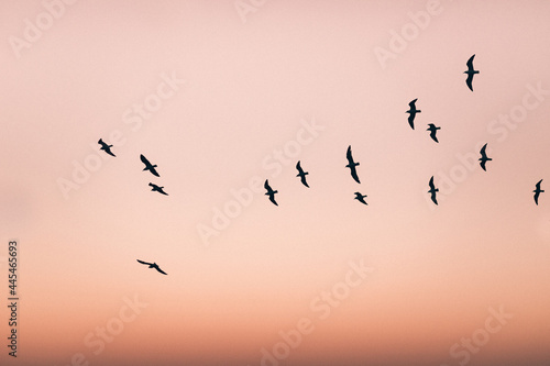Group of birds flying in the orange sunset sky