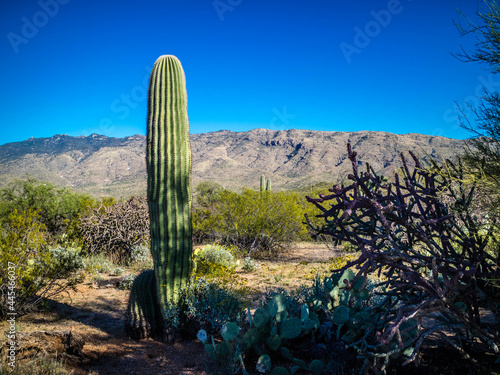 A young greeny Saguaro Cactus in Saguaro National Park, Arizona