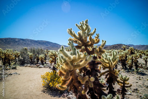 Chain Fruit Cholla Cactus in Joshua National Park, California photo