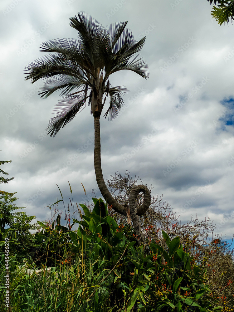 Naklejka palm tree on the lafe of La cocha, Nariño - Colombia