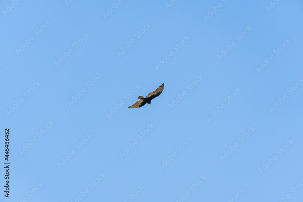 Bird calmly flying across the sky. Bird calmly flying across the sky.