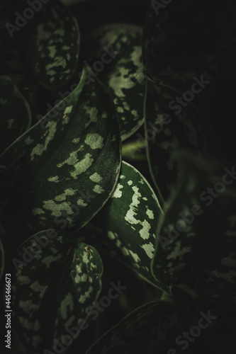 Closeup of spotted leaves of scindapsus pictus houseplant photo