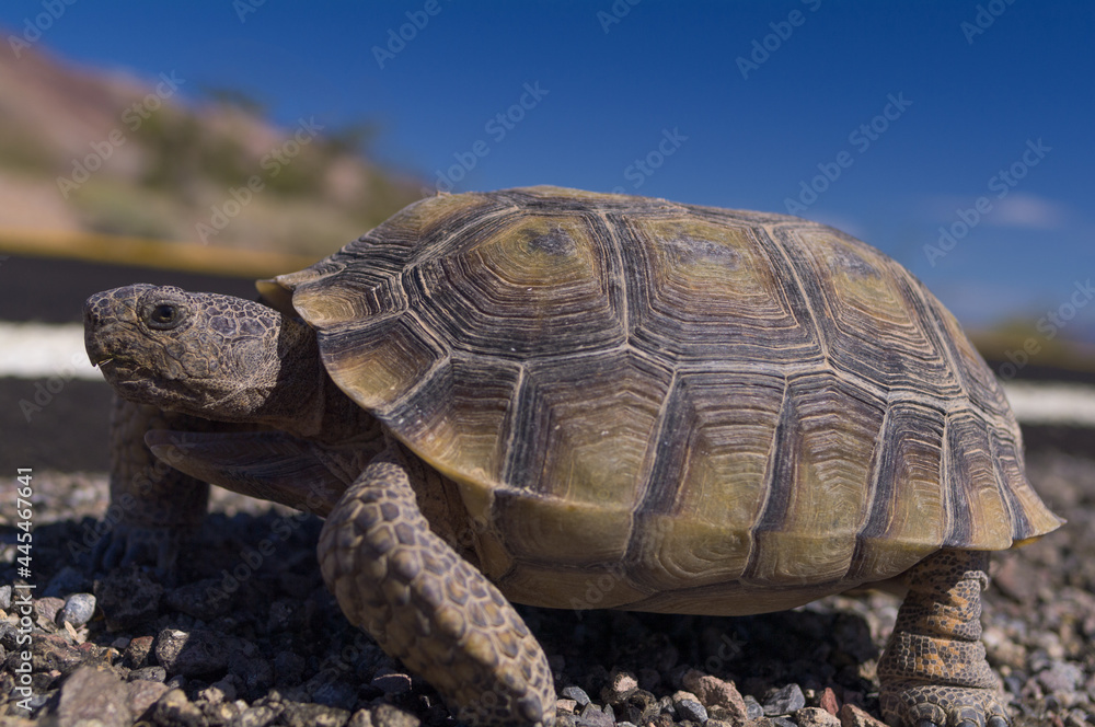 Image of a Desert Tortoise shown walking by a roadside in Death Valley National Park.