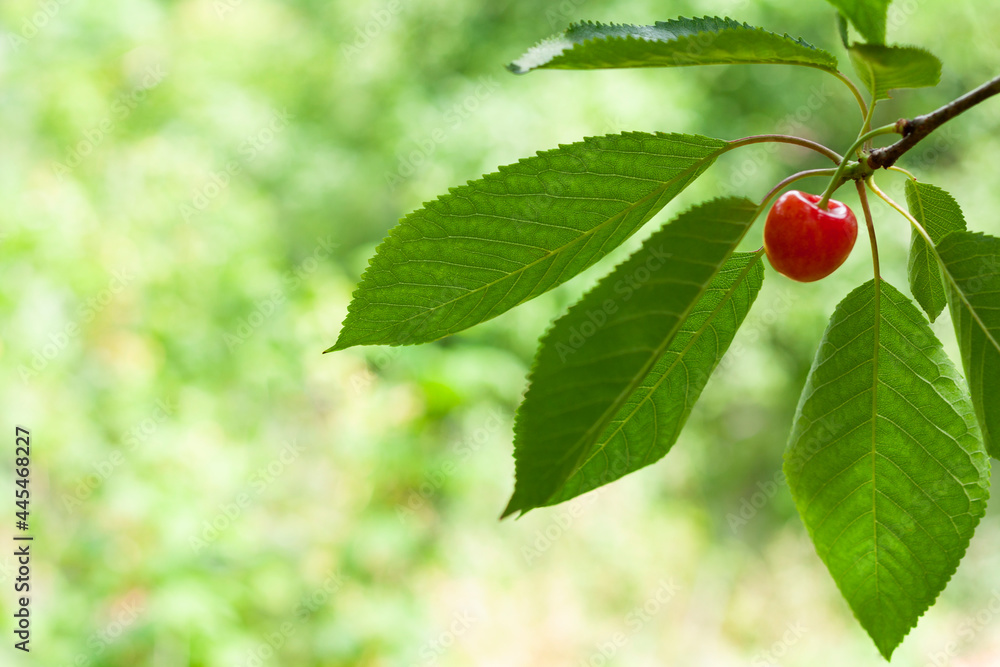 One cherry on a branch