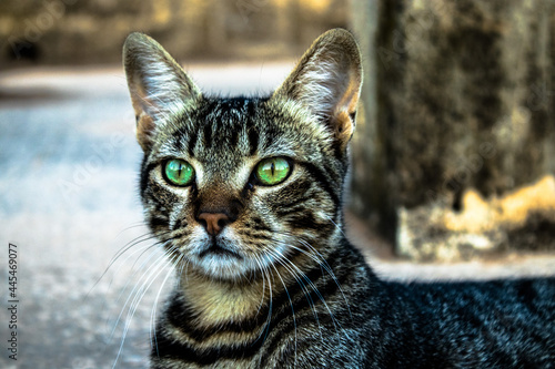 Grey cat with beautiful green eyes