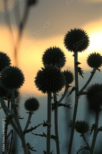 Dark silhouettes of spherical thorny wildflowers against an orange cloudy sunset sky. Eryngium planum, Blue Eryngo. Vertical.