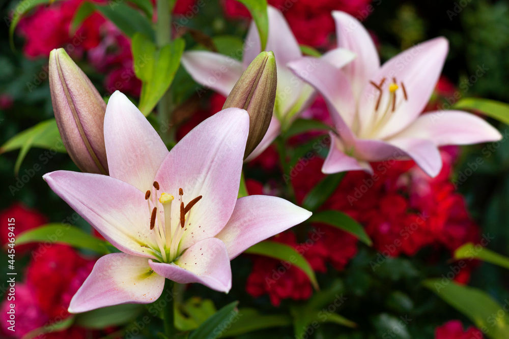 Beautiful lilies in the garden