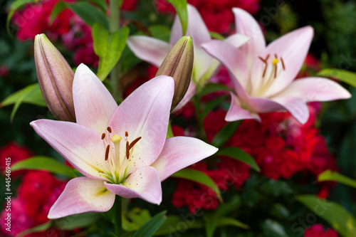 Beautiful lilies in the garden © Agata