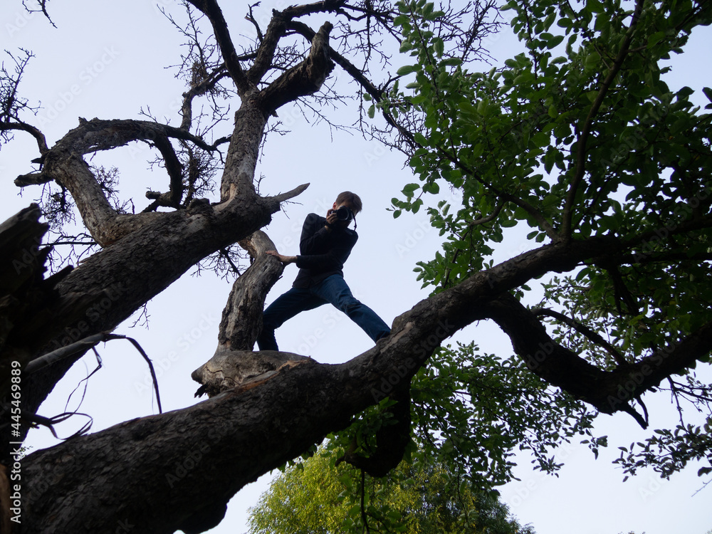 custom made wallpaper toronto digitalPerson climbing a tree while taking photos with a camera, capturing nature from a unique perspective, surrounded by branches and foliage.