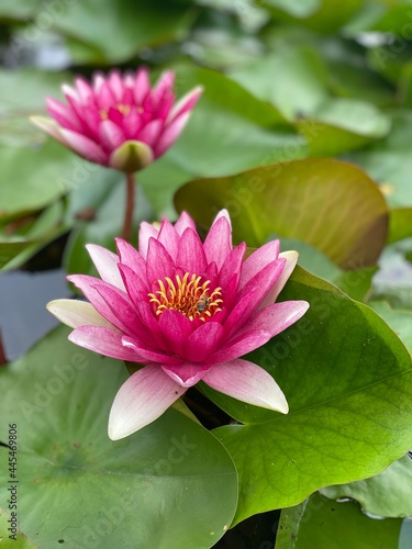 pink water lily in water