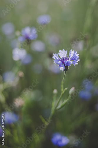 agricultural field where rye grows, landscape of blue cornflowers. close up