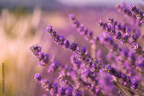 Lavender flowers in a lavender field.  Isparta Kuyucak lavanta k  y   . Kuyucak Isparta lavender village. Turkey.