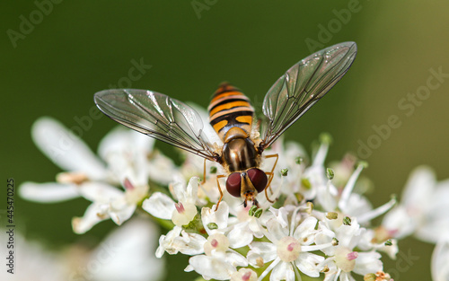 Marmalade hover fly close up on a flower