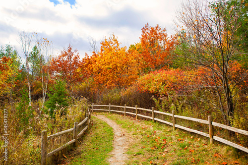 path in forest