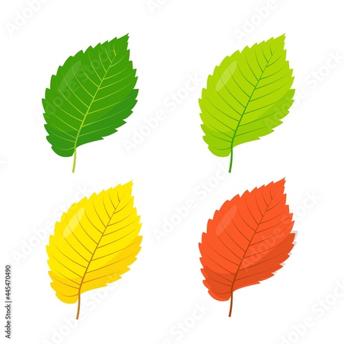 Multicolored European Elm leaves icons isolated on white