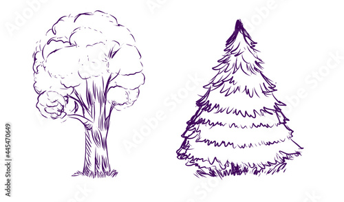 Deciduous and conifer tree isolated on white background. Sketch art. Hand drawn objects. Vector Illustration.