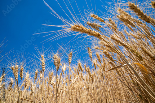 Field of wheat in a farmer field  in Washington State against a blue sky. Wide angle creative composition  looking up