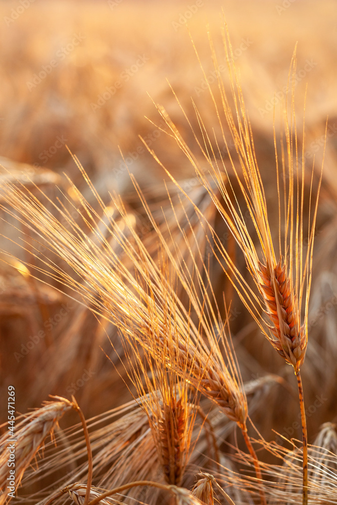 Barley in the field during sunset