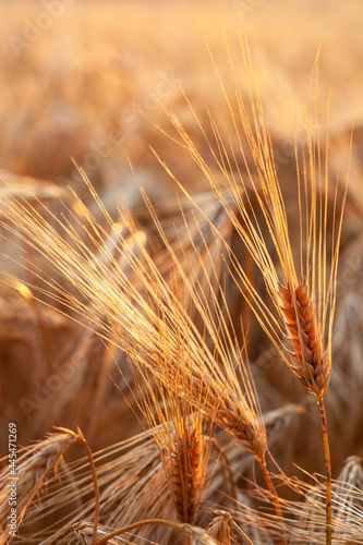 Obraz na płótnie Barley in the field during sunset w salonie